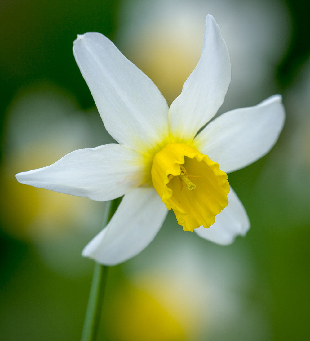 Sarah Raven Bulbs Tulip Narcissus Collection Blumenzwiebeln 40 Stück Wiese