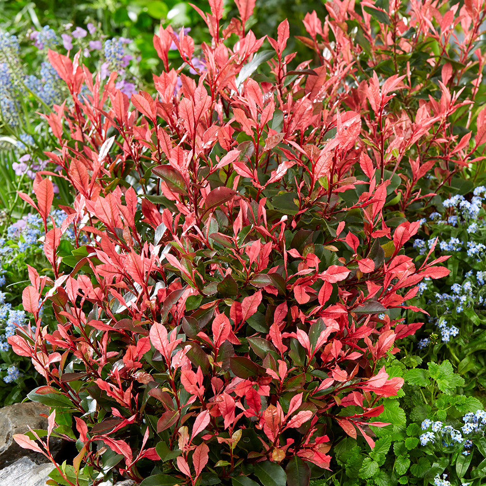Sarah Raven Photinia Little Fenna Strauch 2L immergrün rot