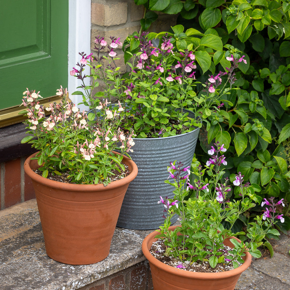 Sarah Raven Plants Salvia Peach Melba Salbeipflanze 3x9cm pfirsich