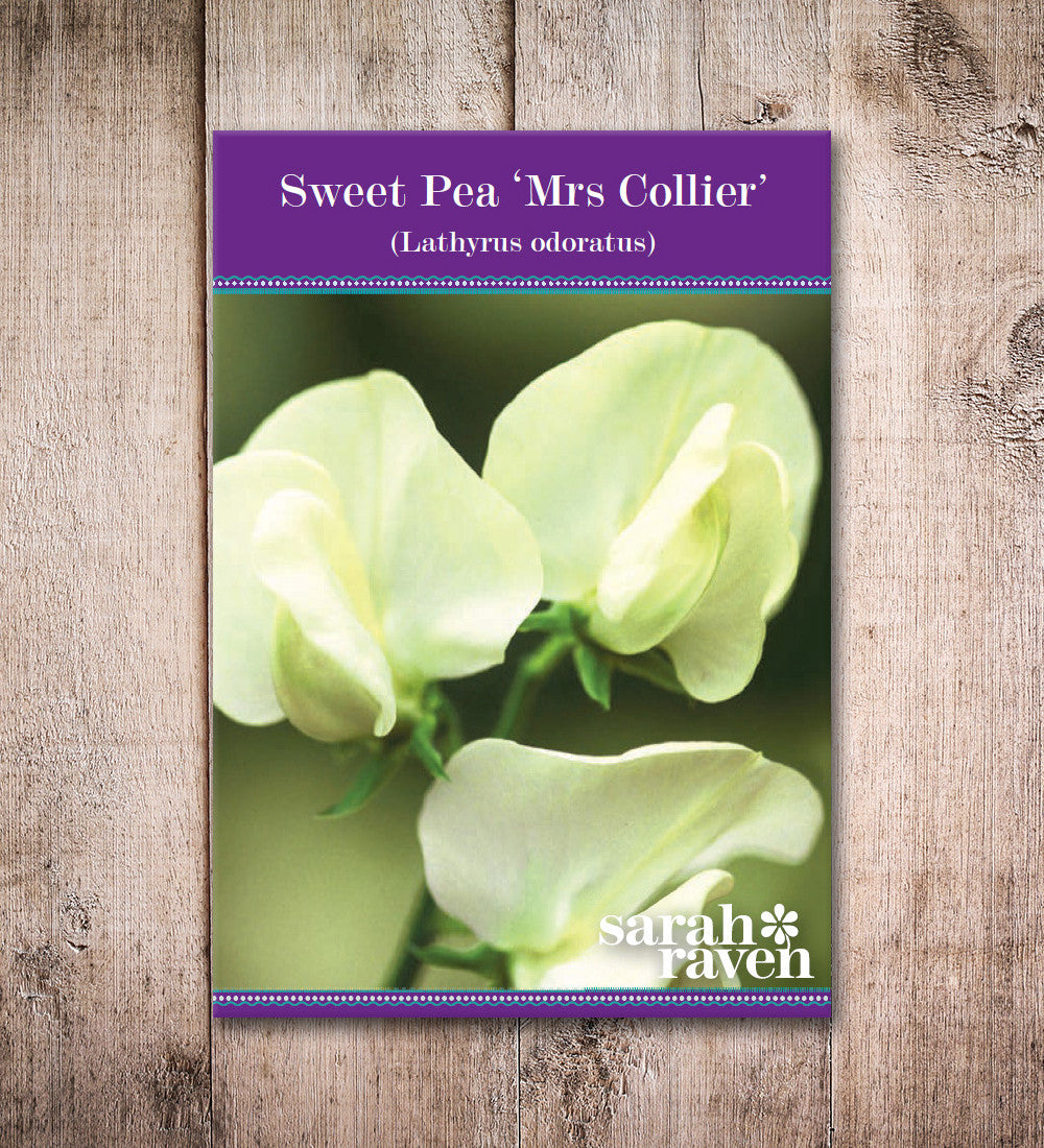 Sarah Raven Duftwicke Mrs Collier Samen 20 Samen creme Duft