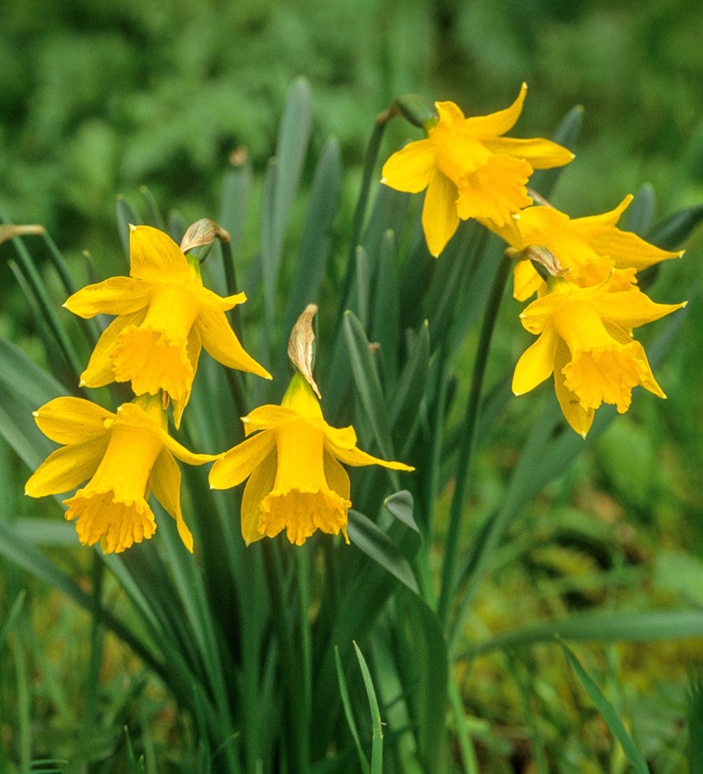 Sarah Raven Narcissus obvallaris Blumenzwiebeln 15 Stück gelb