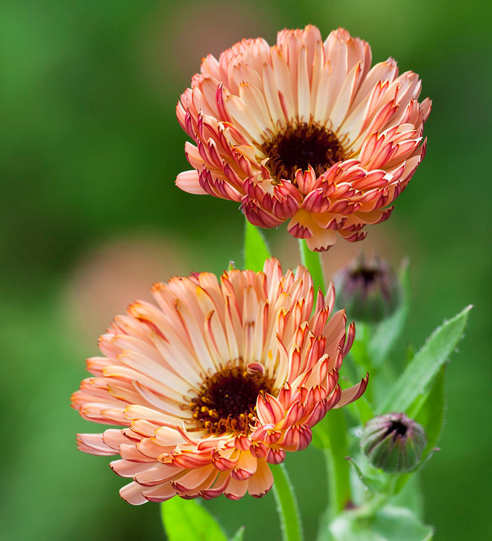 Sarah Raven Seeds Ringelblume Sunset Buff Samen 75 Stück