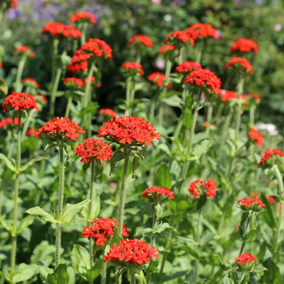 Sarah Raven Lychnis chalcedonica Pflanze 3x9cm Topf rot Schnittblume