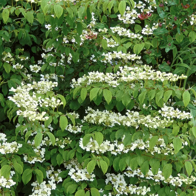 Sarah Raven Viburnum Kilimanjaro Sunrise Strauch 2L weiß-rosa