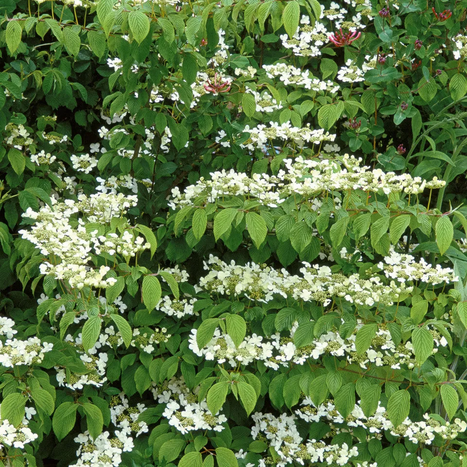 Sarah Raven Viburnum Kilimanjaro Sunrise Strauch 2L weiß-rosa