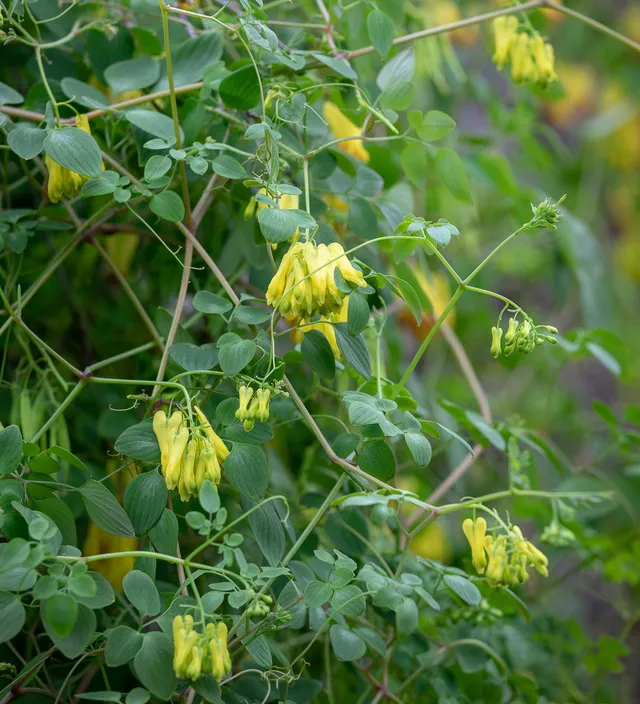Sarah Raven Dicentra scandens Samen 10 St. Schatten