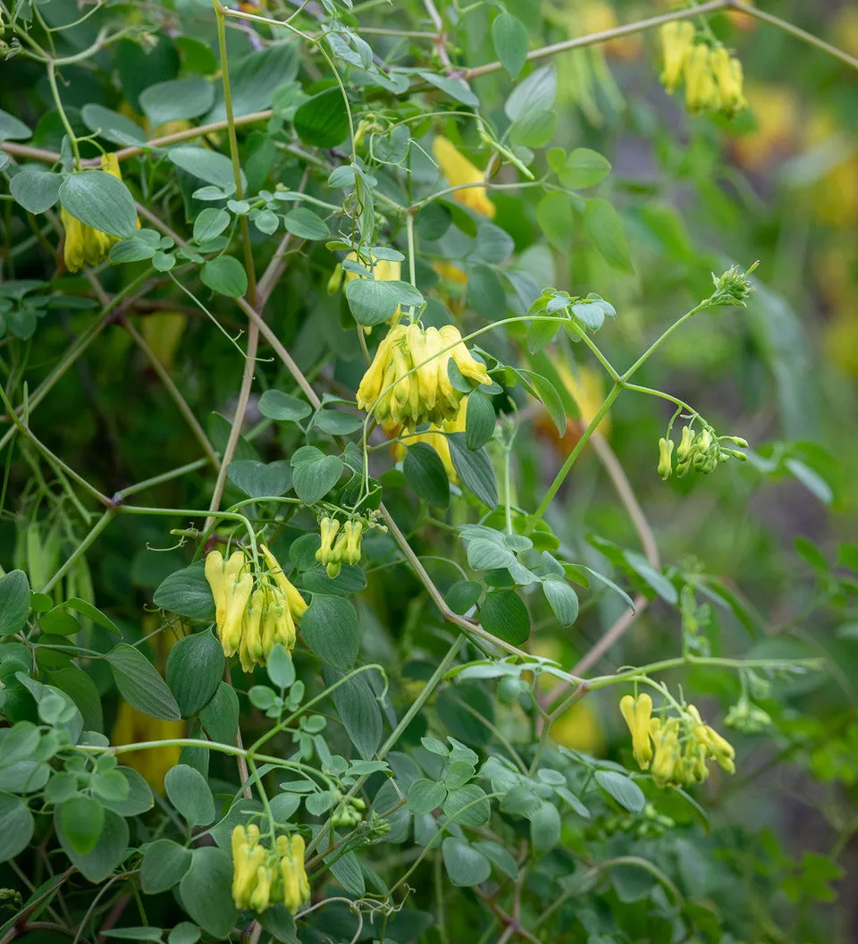 Sarah Raven Dicentra scandens Samen 10 St. Schatten
