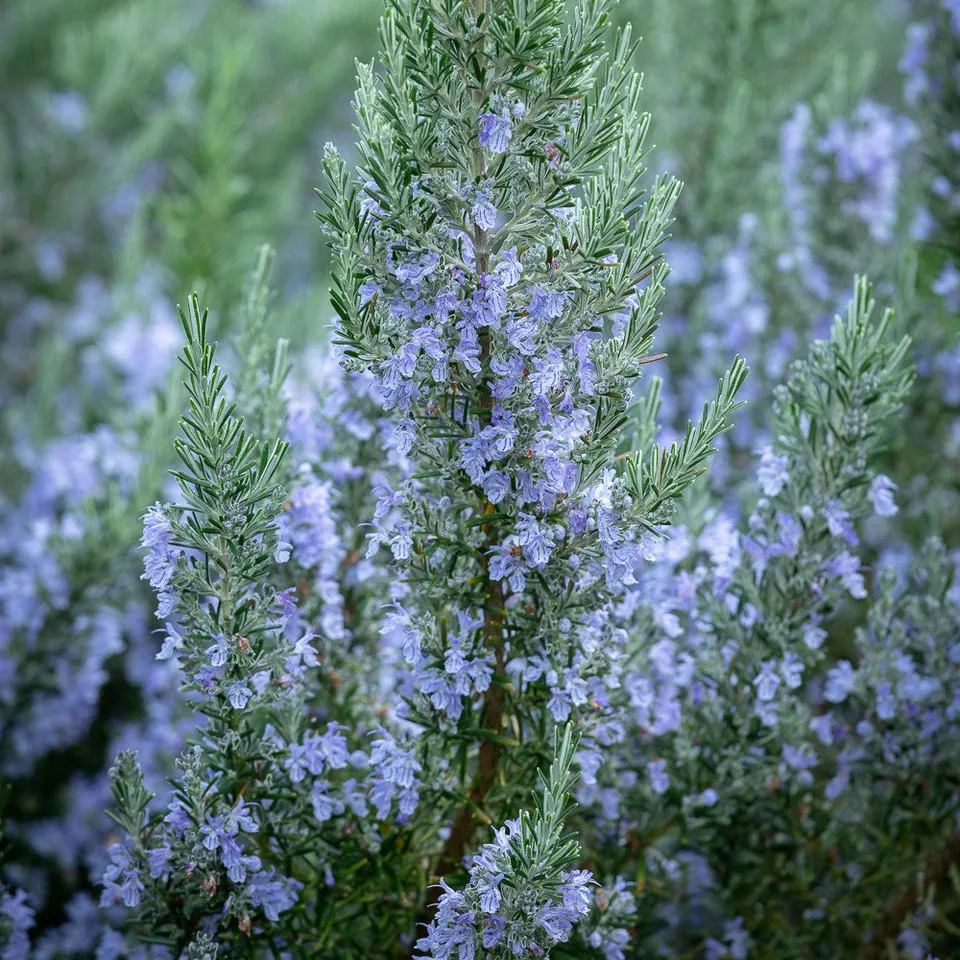 Sarah Raven Plants Rosmarin Foxtail Pflanze 2-Liter-Topf