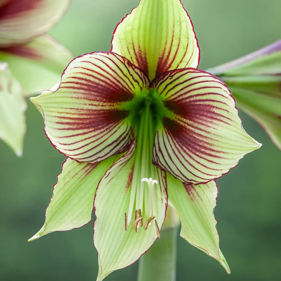 Sarah Raven Bulbs Amaryllis Papillio Blumenzwiebel 1 Zwiebel rot