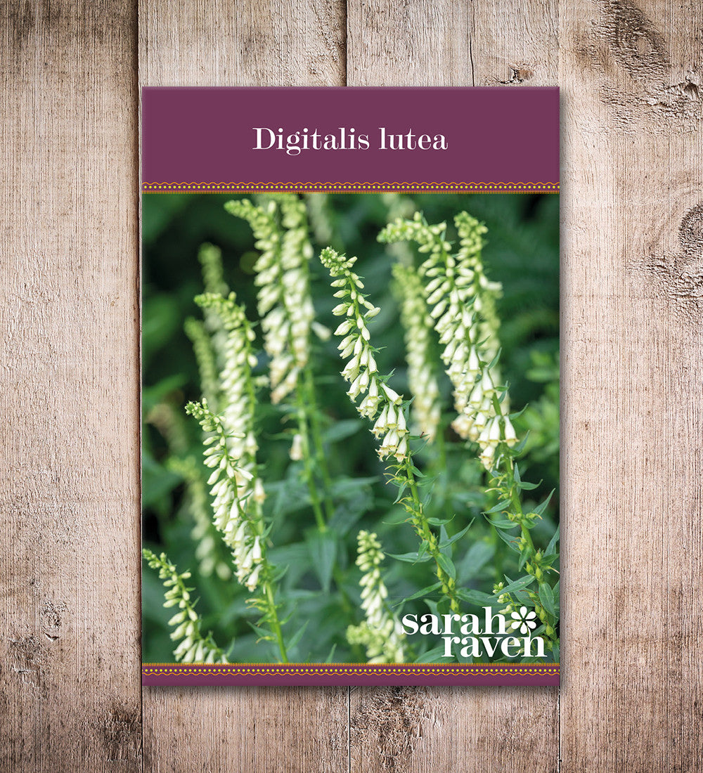 Sarah Raven Plants Digitalis lutea Fingerhutsamen 1000 Samen halbschattig