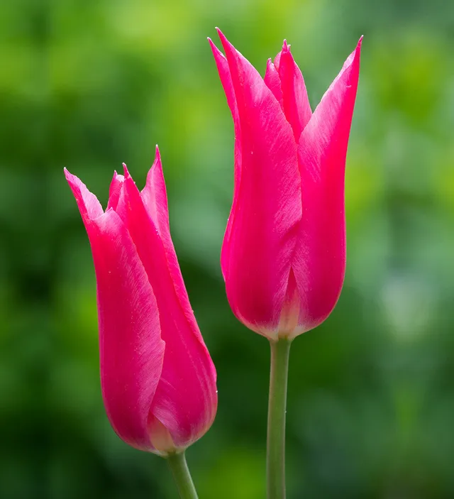 Sarah Raven Tulip Mariette Tulpenzwiebeln 15 Stück pink