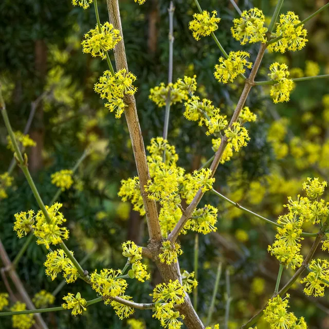 Sarah Raven Plants Cornus Jolico Kornelkirsche Strauch 2 Liter