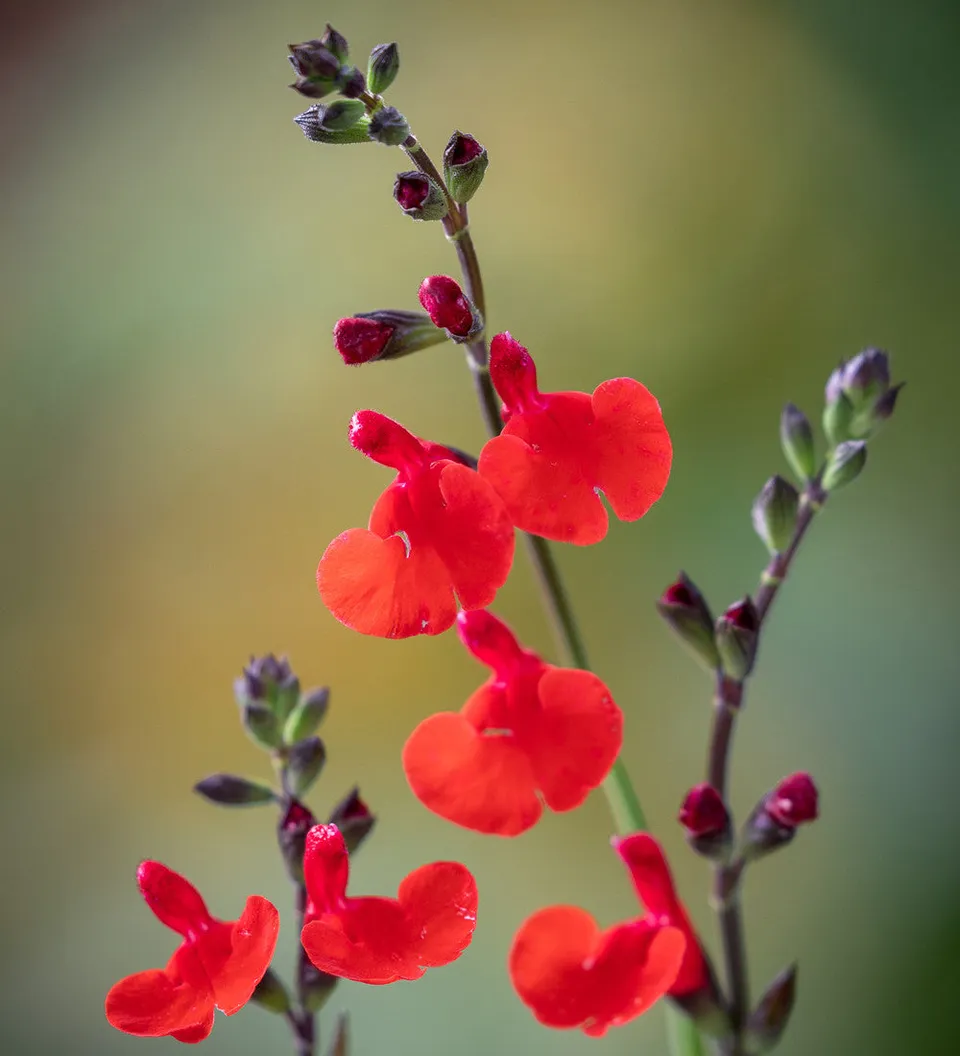 Sarah Raven Plants Salvia Royal Bumble Salbei 3x9cm