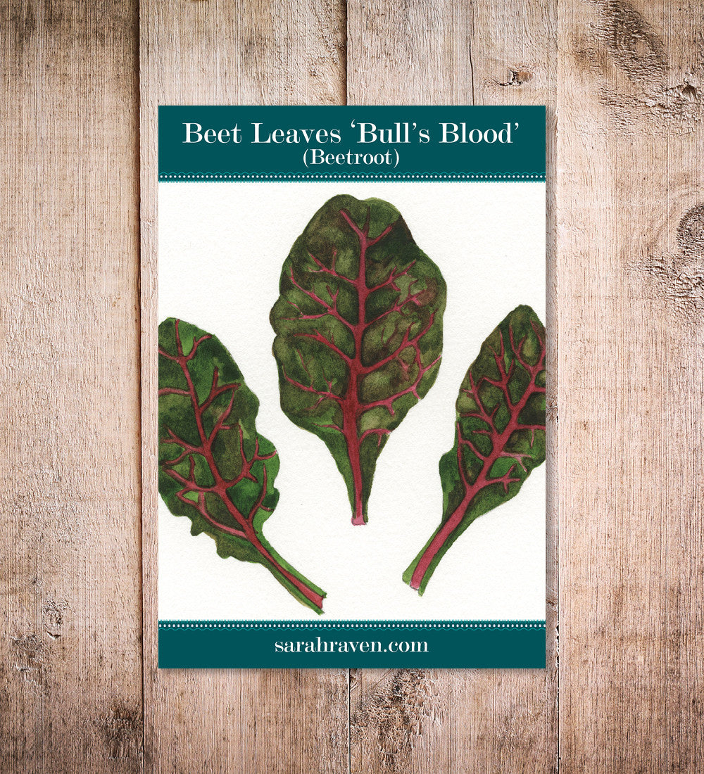 Sarah Raven Seeds Beet Bull's Blood Samen 200 Stück essbar