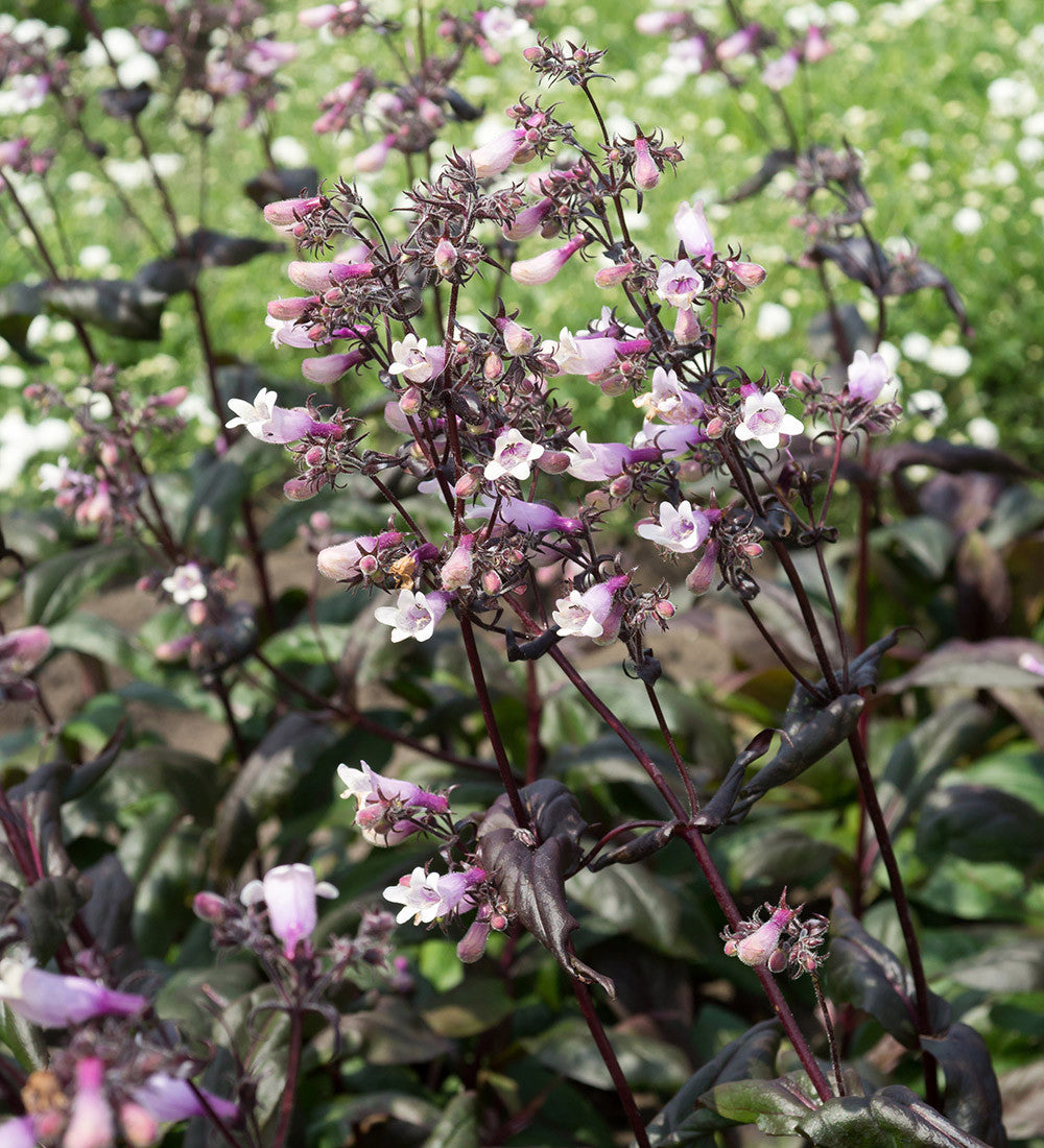 Sarah Raven Plants Penstemon digitalis Dark Towers 3x9cm Laub