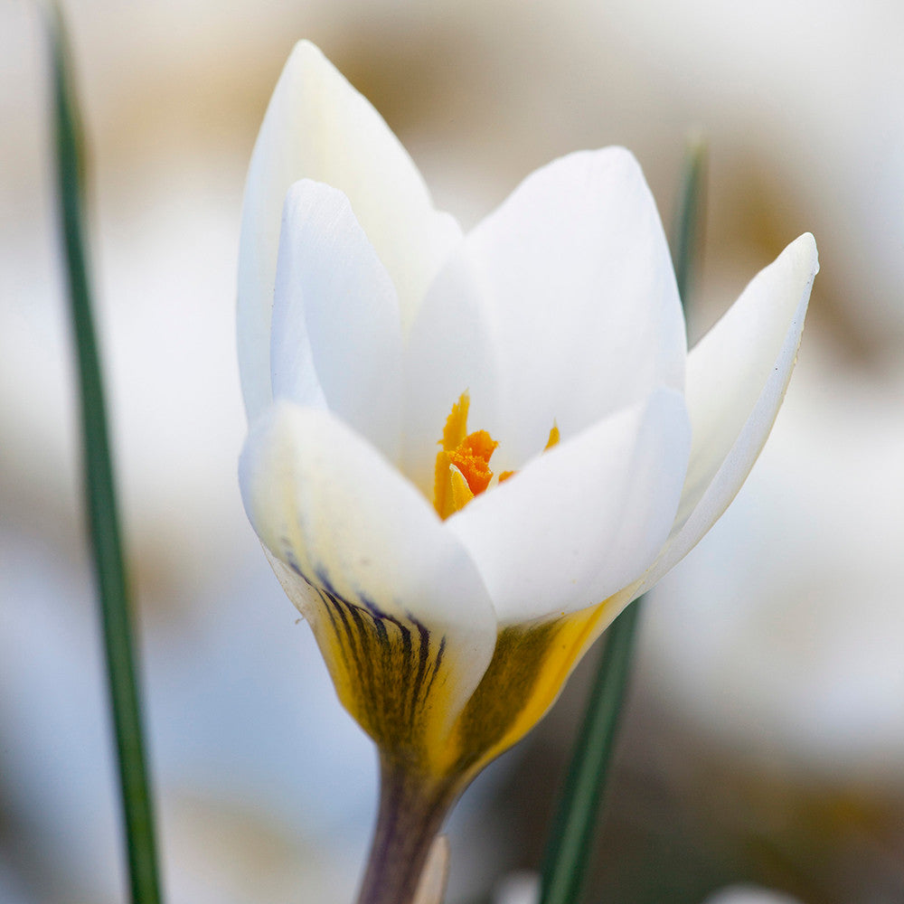 Sarah Raven Bulbs Ice Blue Crocus Collection Krokus 30 Knollen