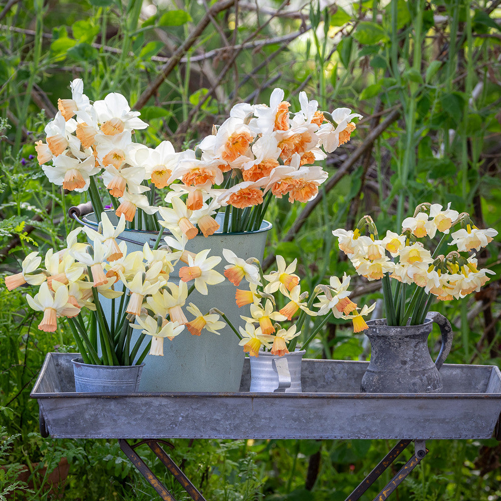 Sarah Raven Bulbs Crème Brulee Narcissus Blumenzwiebeln 40 Stück duftend