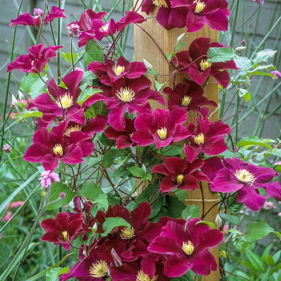 Sarah Raven Plants Clematis Warsawska Nike Pflanze 2 Liter Topf lila
