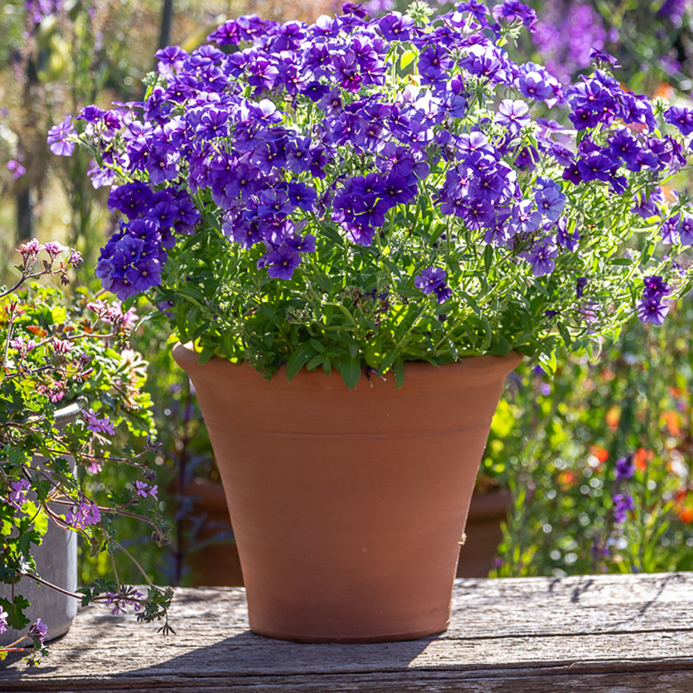 Sarah Raven Classic Terracotta Pots Pflanztopf 7,5 Zoll frostfest