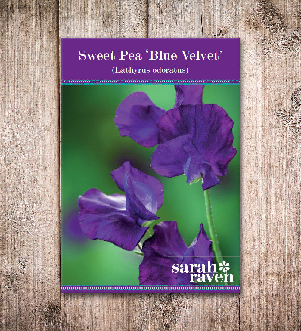 Sarah Raven Plants Sweet Pea Blue Velvet Duftwicke 4 Jungpflanzen blau