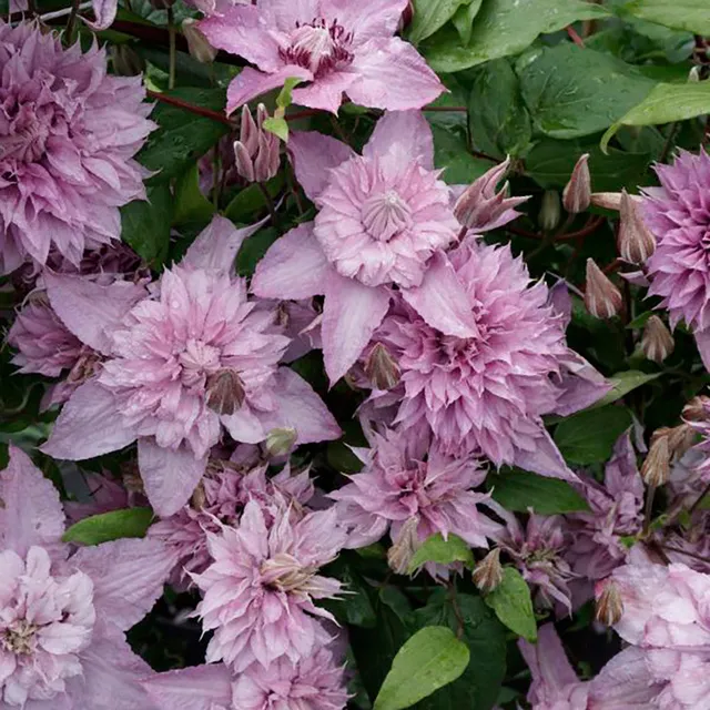 Sarah Raven Plants Clematis Multi Pink Pflanze 2-Liter-Topf rosa