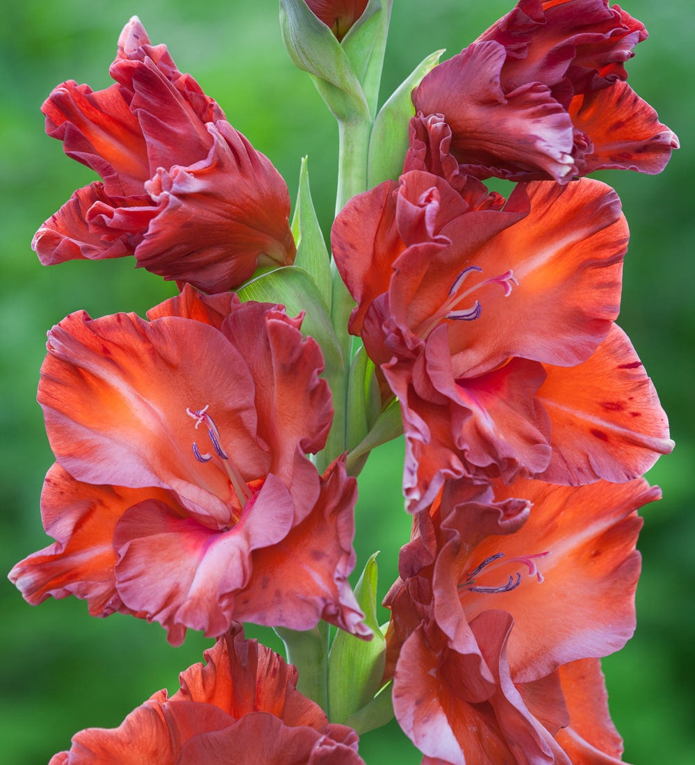 Sarah Raven Bulbs Jewel Gladioli Gladiolen 60 Knollen Mix