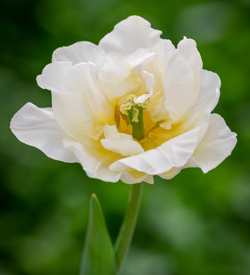 Sarah Raven Bulbs Rose Bowl Tulpen Blumenzwiebeln 40 Stück