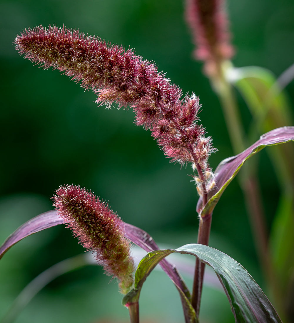 Sarah Raven Seeds Setaria Red Jewel Gräsersamen 125 Samen