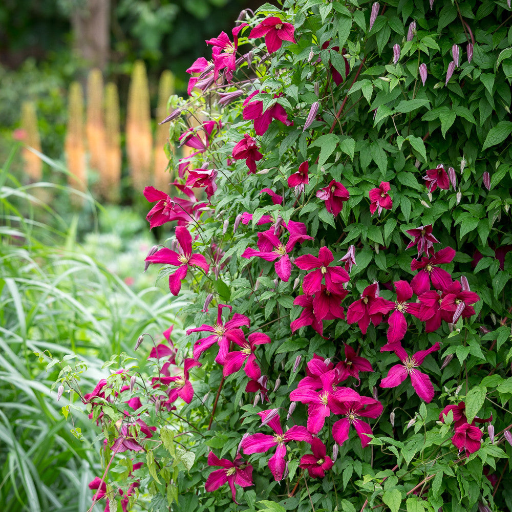 Sarah Raven Plants Clematis viticella Madame Julia Correvon Pflanze 2 Liter