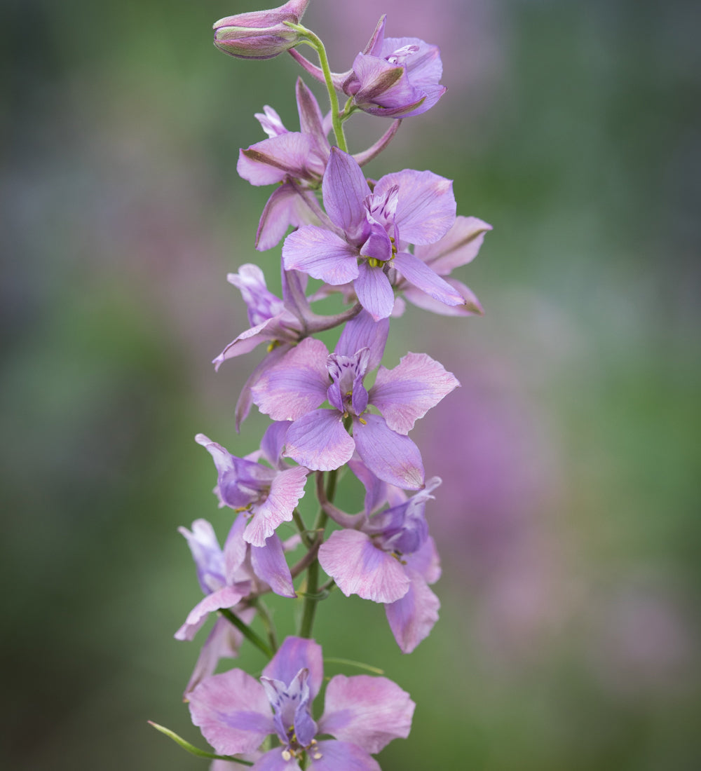 Sarah Raven Seeds Sea Mist Blumensamen 2 Packungen Schnitt