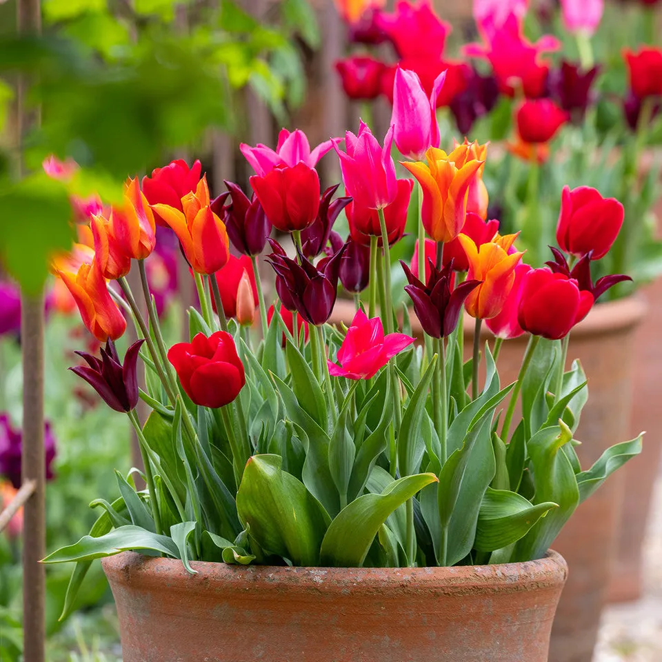 Sarah Raven Bulbs Bold Brilliant Tulpenzwiebeln 20 Stück lilienblütig