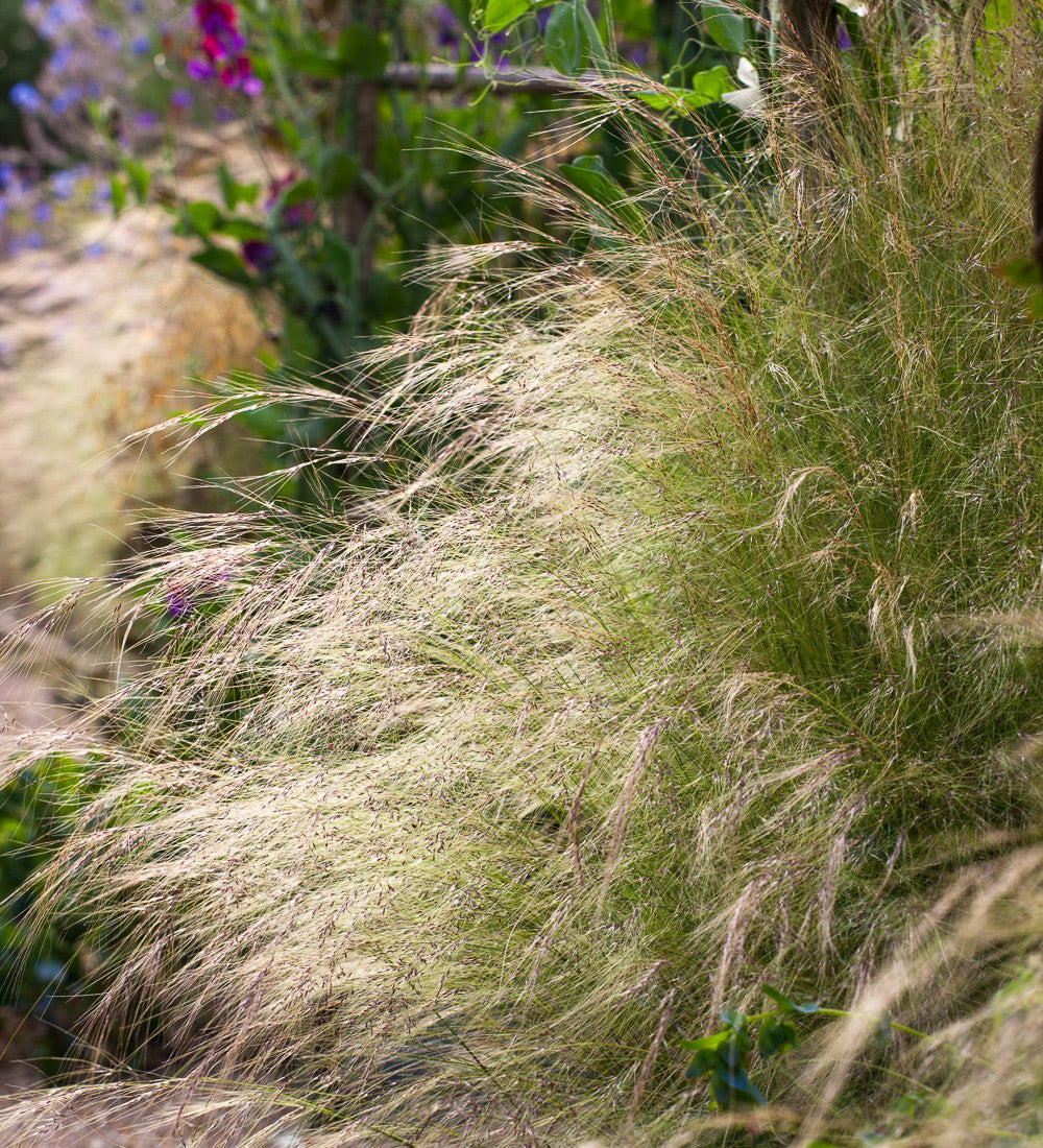 Sarah Raven Plants Stipa tenuissima Pony Tails Ziergras 3 Stk