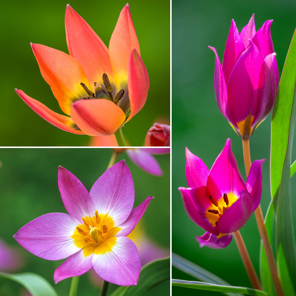 Sarah Raven Bulbs Wild Tulip Collection Blumenzwiebeln 45 Zwiebeln mehrjährig