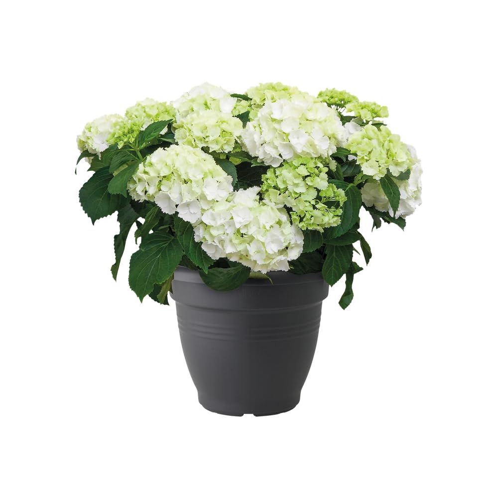 elho Green Basics Campana 30 Blumentopf Living Schwarz 30cm