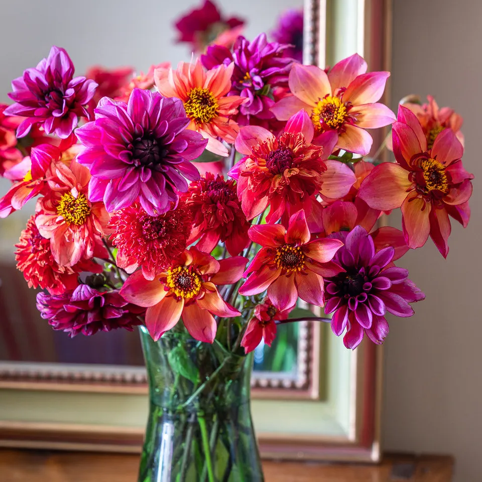 Sarah Raven Bulbs Boiled Sweet Dahlienknollen 3 Knollen