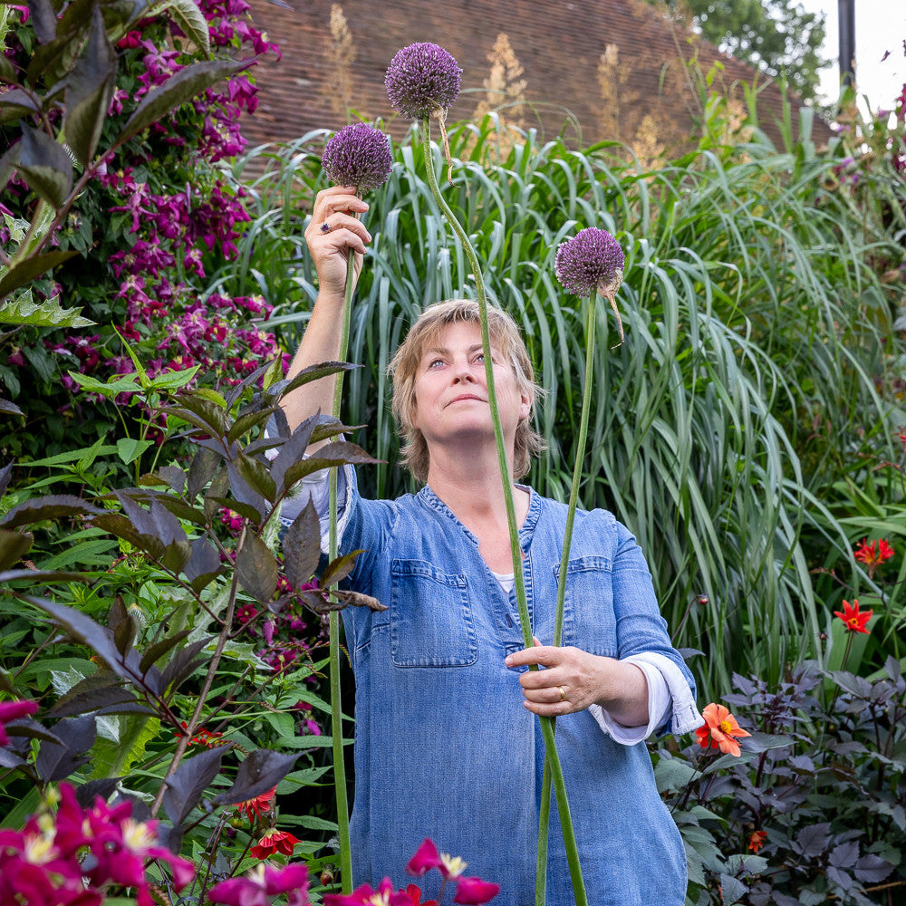 Sarah Raven Bulbs Allium Summer Drummer Blumenzwiebeln 5 Stück