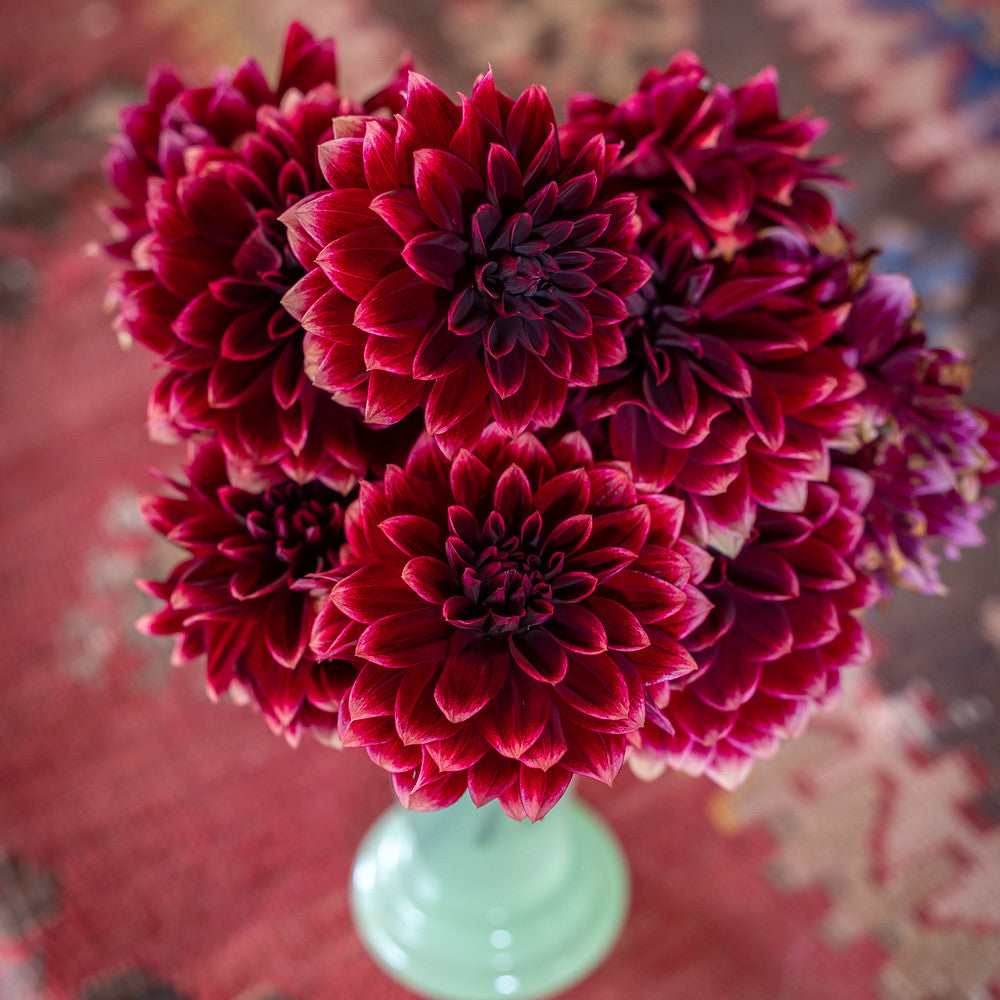 Sarah Raven Dahlia Sissinghurst Dahlienknolle dunkelrot