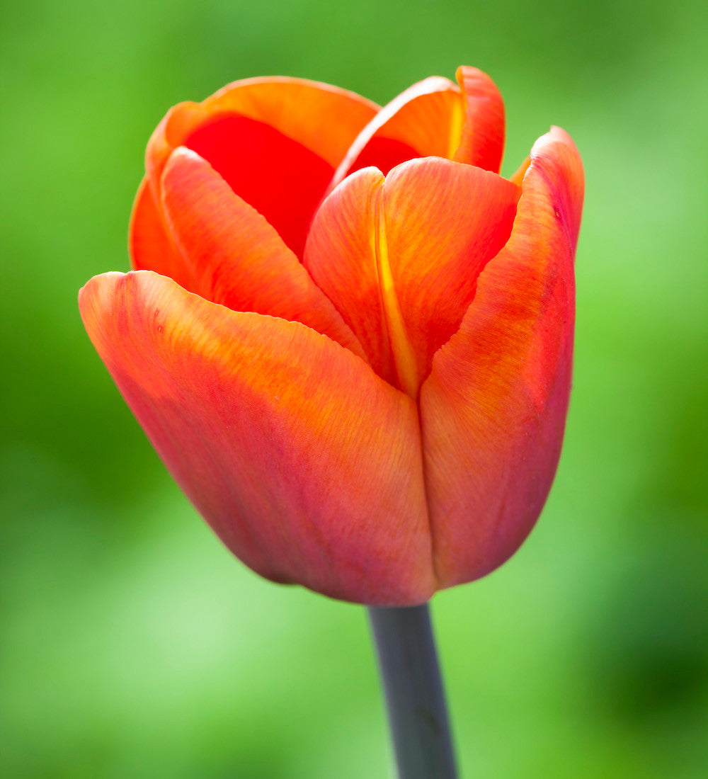 Sarah Raven Bulbs Tulpe Brown Sugar Zwiebeln 10 Stück