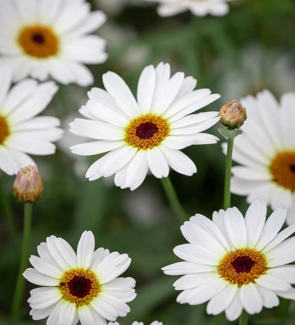 Sarah Raven Plants Argyranthemum Grandaisy Ivory White Pflanze 3x9cm