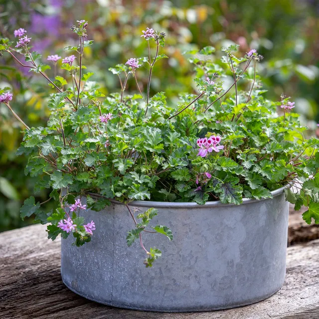 Sarah Raven Gardening Vintage Zinkschale 43cm 1 Schale