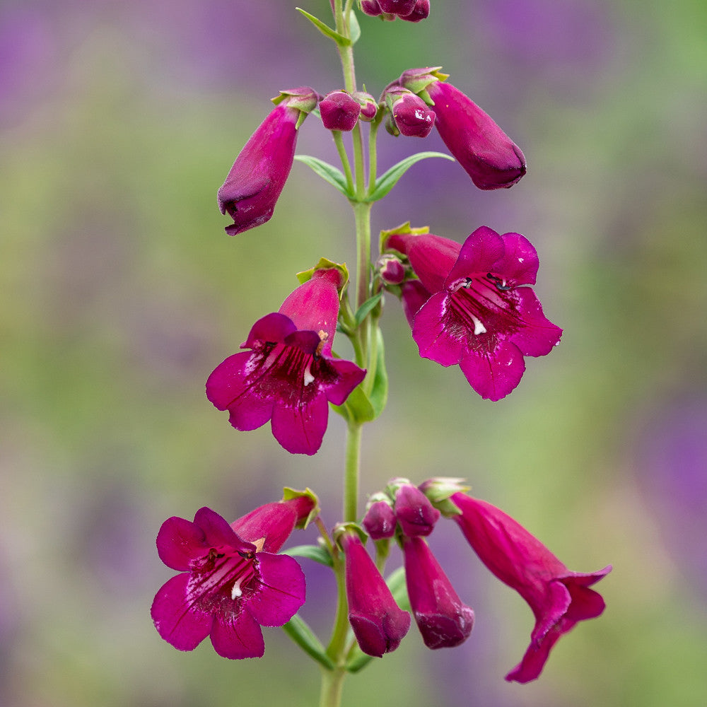 Sarah Raven Plants Penstemon Rich Ruby Gartenpflanze 3x9cm rot
