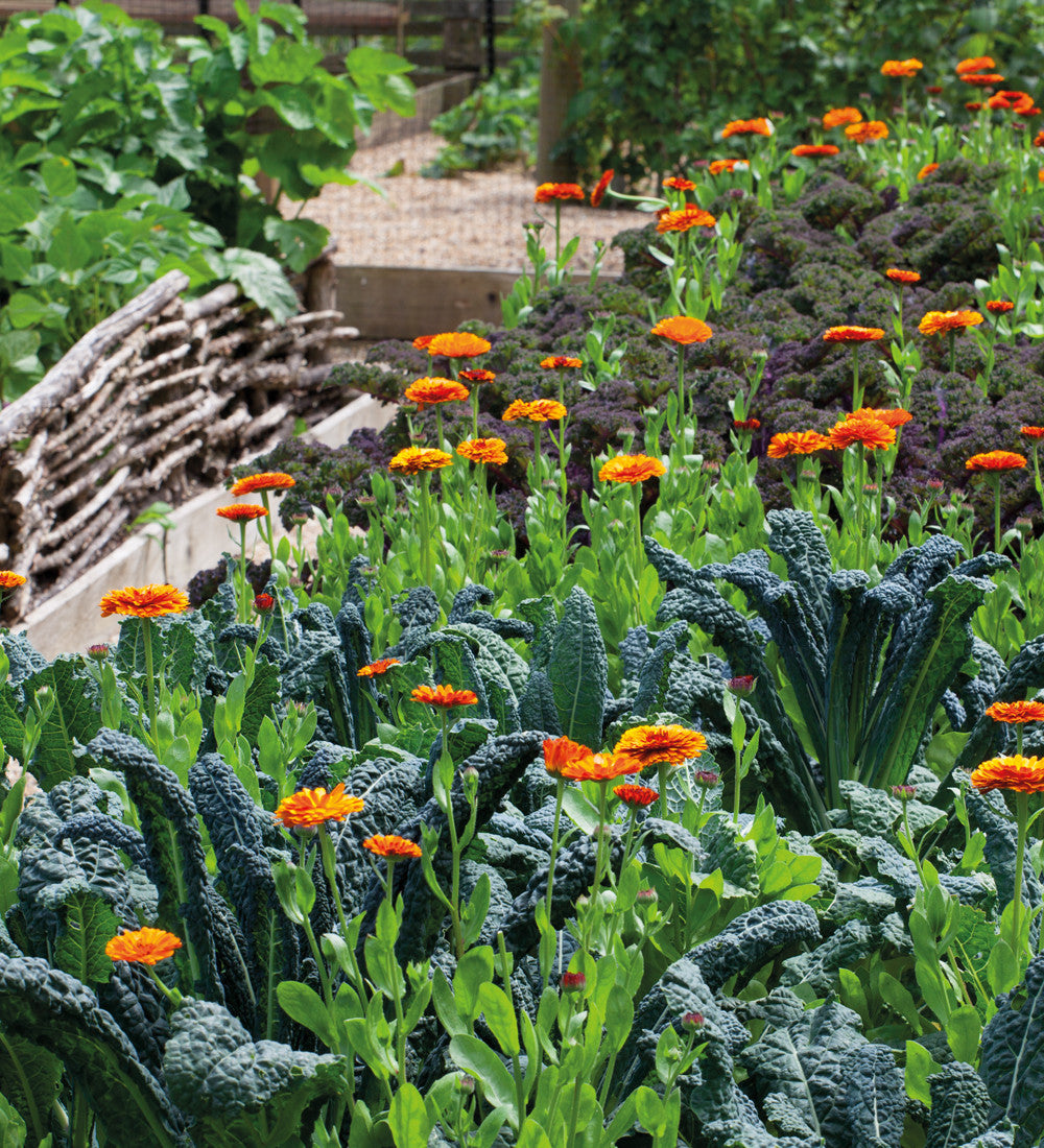 Sarah Raven Seeds Kale Nero di Toscana Saatgut 100 Samen Winter