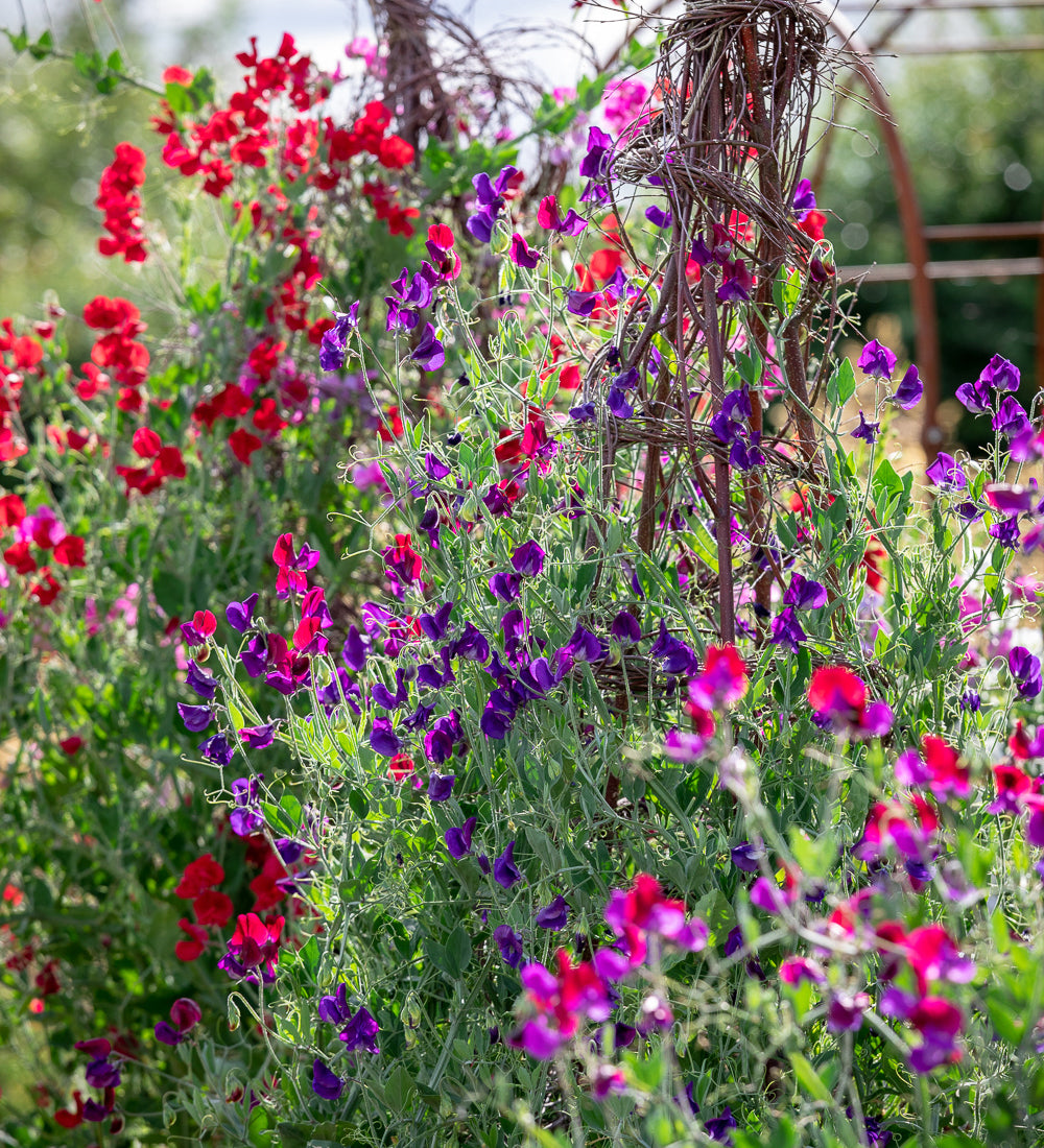 Sarah Raven Schnittblumen Kurs Perch Hill Farm September Termin