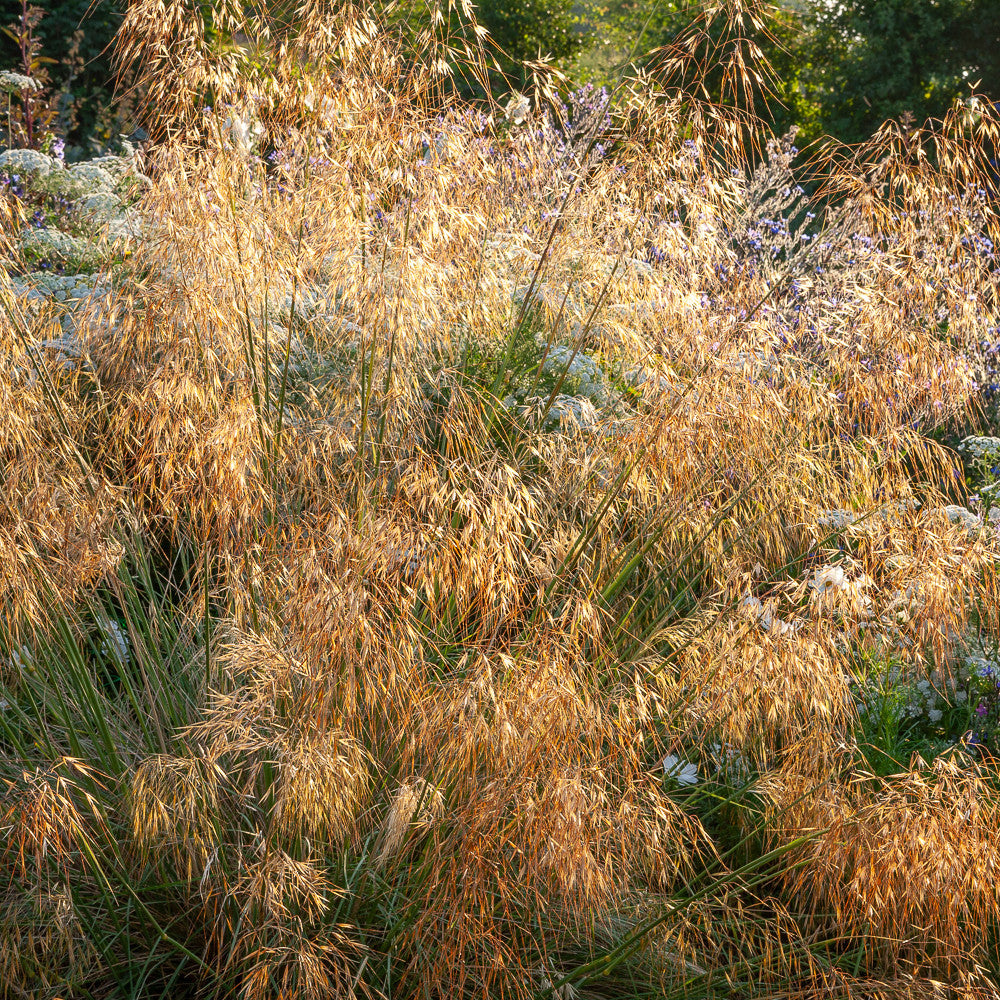 Sarah Raven Plants Stipa gigantea Ziergras 1x 2-Liter-Topf immergrün