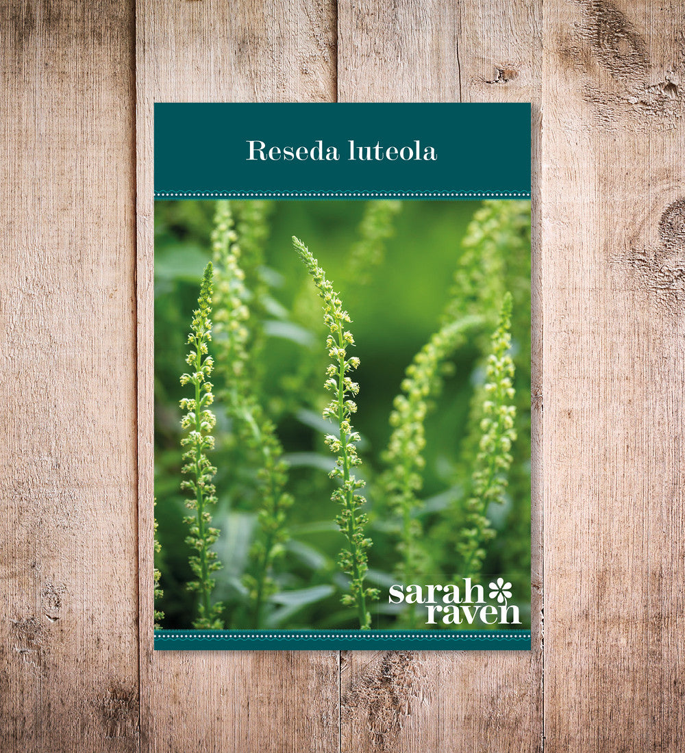Sarah Raven Seeds Reseda luteola Samen 500 Stück duftend