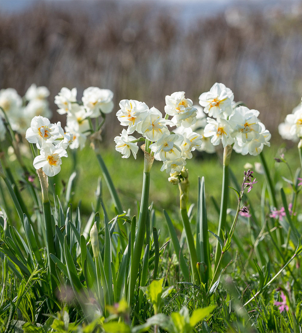 Sarah Raven Narcissus Naturalising Narzissen 50 Zwiebeln Mix