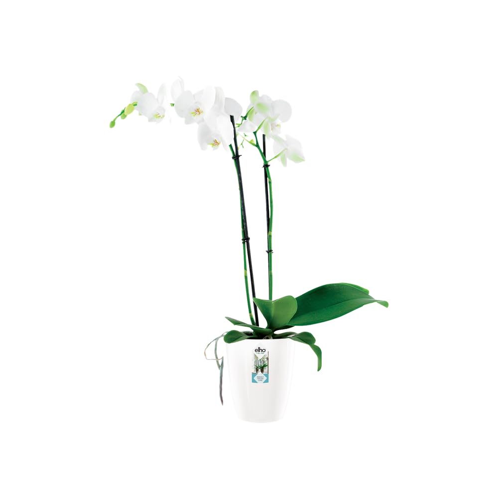 elho Brussels Diamond Orchidee Hoch 12.5 Topf Weiß