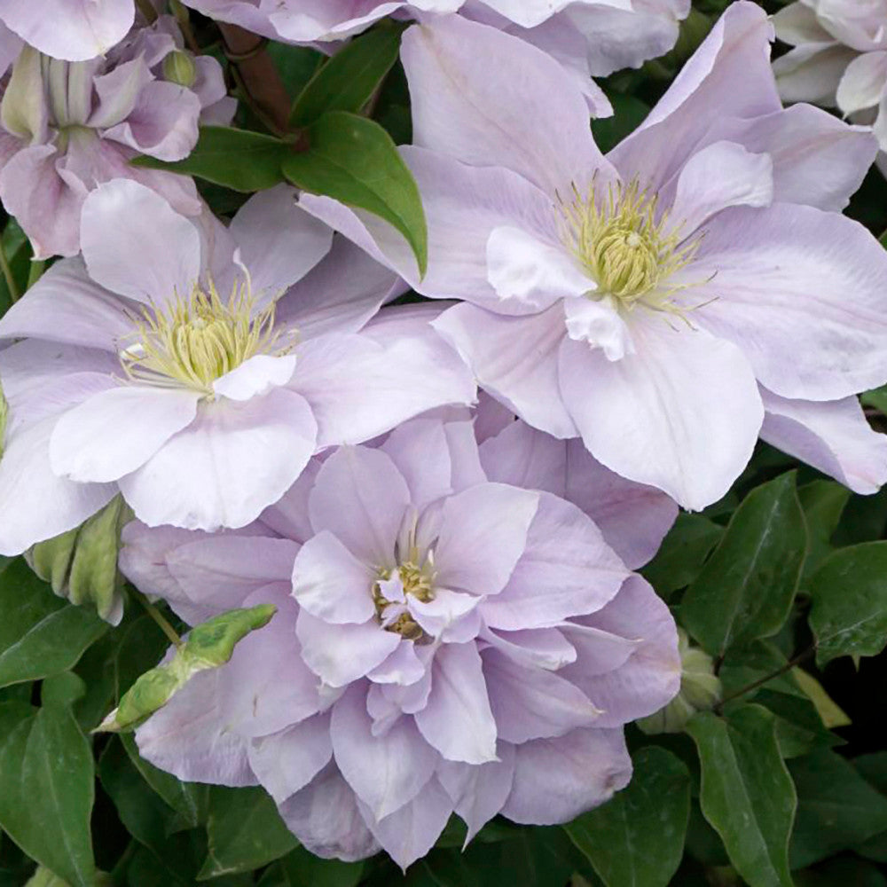 Sarah Raven Plants Clematis Bellissima Pflanze 2L lila gefüllt