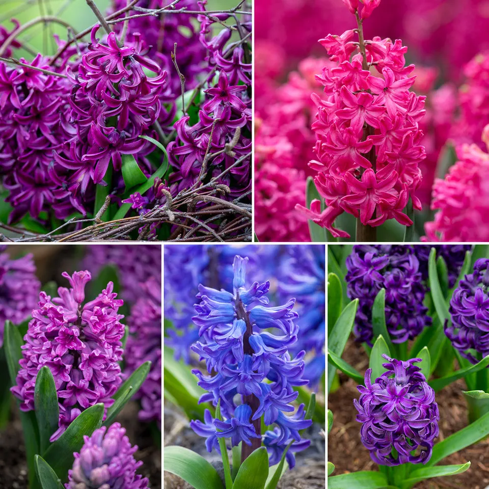 Sarah Raven Bulbs Bright Rich Hyazinthe Blumenzwiebeln 15 Duft