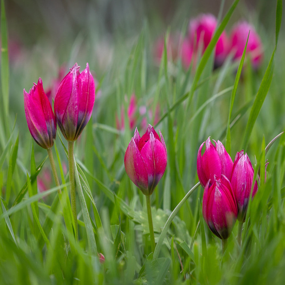 Sarah Raven Bulbs Tulip hageri Little Beauty Tulpenzwiebeln 10 Stück